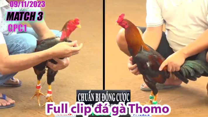 CPC1- TRẬN 3| đá gà Thomo | 09/11/2023