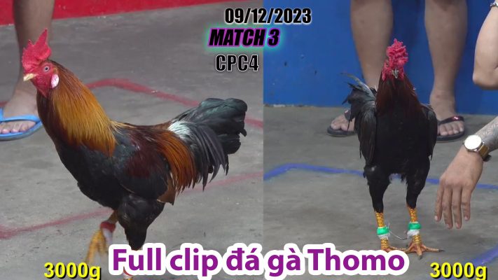 CPC4- TRẬN 3| đá gà Thomo | 09/12/2023