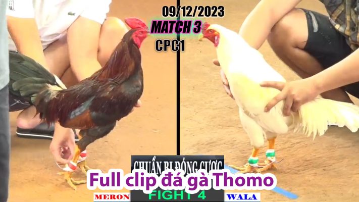 CPC1- TRẬN 3| đá gà Thomo | 09/12/2023