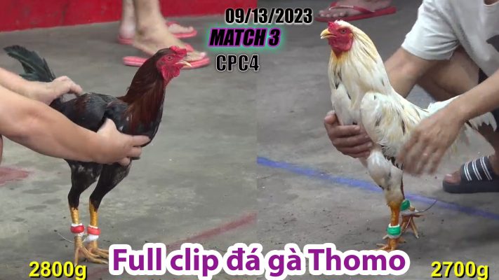 CPC4- TRẬN 3| đá gà Thomo | 09/13/2023