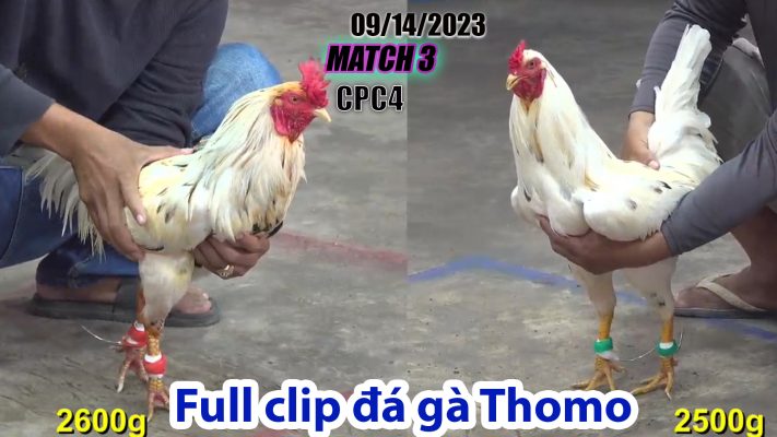 CPC4- TRẬN 3| đá gà Thomo | 09/14/2023