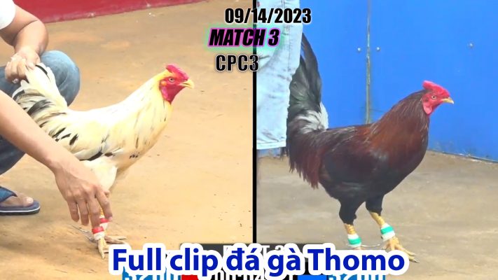 CPC3- TRẬN 3| đá gà Thomo | 09/14/2023