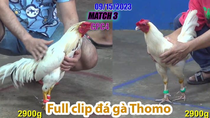 CPC4- TRẬN 3| đá gà Thomo | 09/15/2023