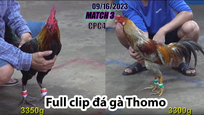 CPC4- TRẬN 3| đá gà Thomo | 09/16/2023