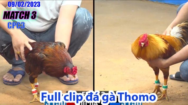 CPC3- TRẬN 3| đá gà Thomo | 09/02/2023