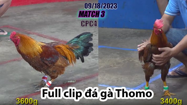 CPC4- TRẬN 3| đá gà Thomo | 09/18/2023