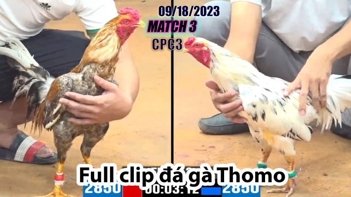 CPC3- TRẬN 3| đá gà Thomo | 09/18/2023