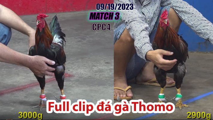 CPC4- TRẬN 3| đá gà Thomo | 09/19/2023