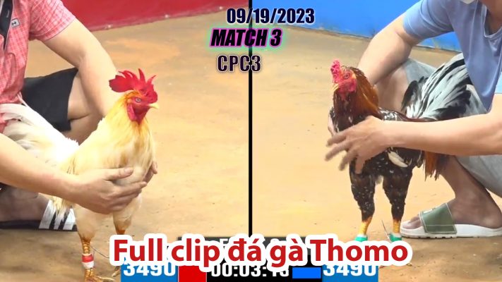 CPC3- TRẬN 3| đá gà Thomo | 09/19/2023