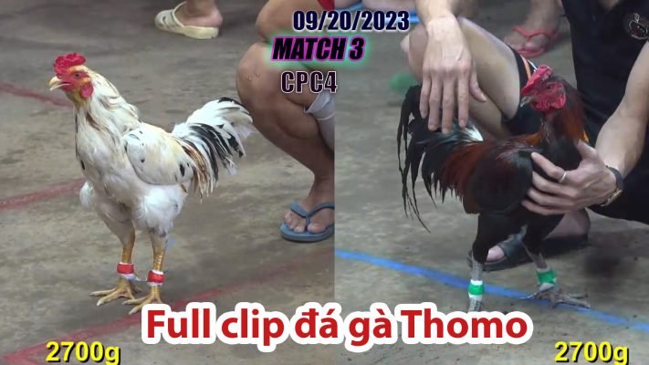 CPC4- TRẬN 3| đá gà Thomo | 09/20/2023