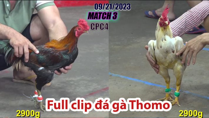 CPC4- TRẬN 3| đá gà Thomo | 09/21/2023