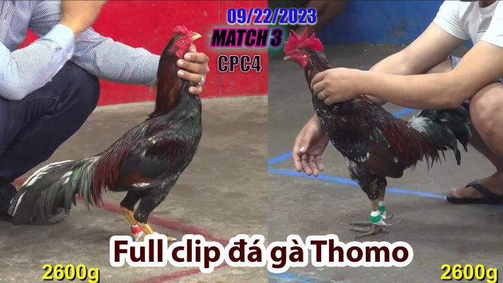 CPC4- TRẬN 3| đá gà Thomo | 09/22/2023