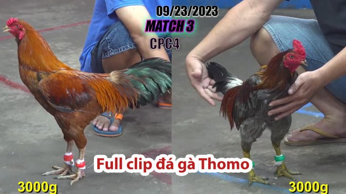 CPC4- TRẬN 3| đá gà Thomo | 09/23/2023