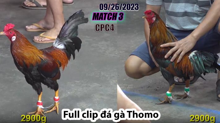 CPC4- TRẬN 3| đá gà Thomo | 09/26/2023