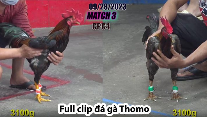 CPC4- TRẬN 3| đá gà Thomo | 09/28/2023