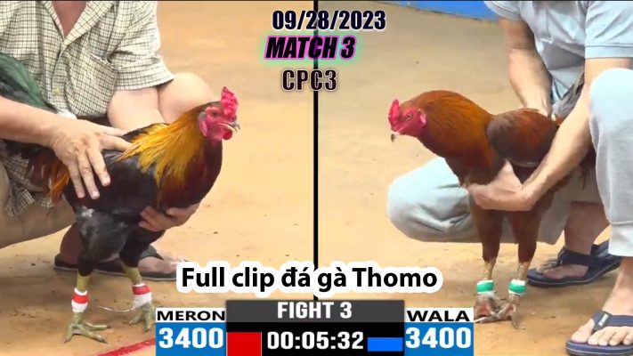 CPC3- TRẬN 3 | đá gà Thomo | 09/28/2023