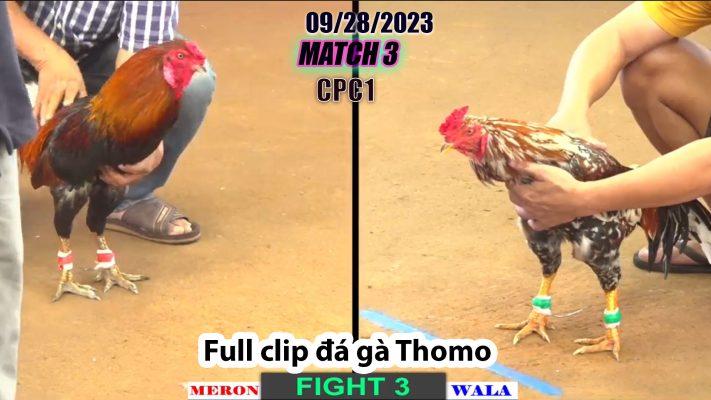 CPC1- TRẬN 3 | đá gà Thomo | 09/28/2023