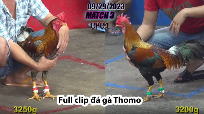 CPC4- TRẬN 3| đá gà Thomo | 09/29/2023