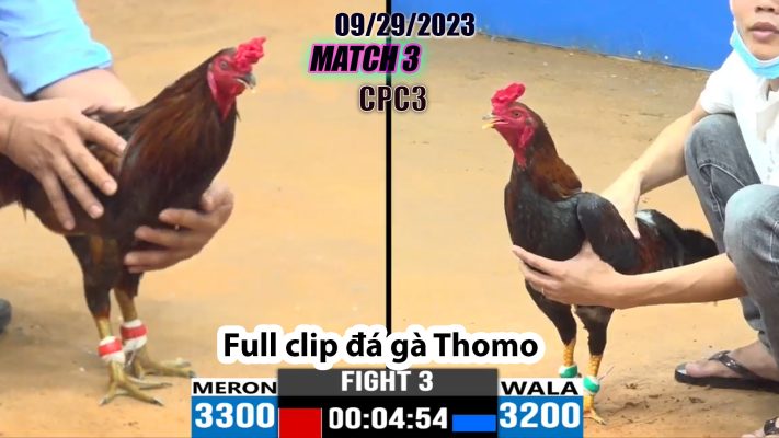 CPC3- TRẬN 3| đá gà Thomo | 09/29/2023