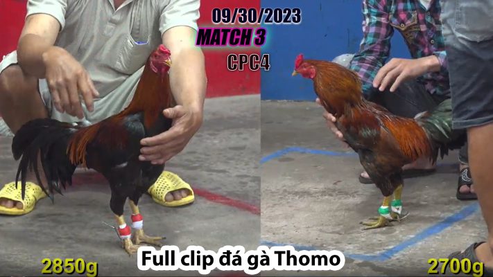 CPC4- TRẬN 3| đá gà Thomo | 09/30/2023