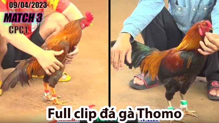 CPC1- TRẬN 3| đá gà Thomo | 09/04/2023