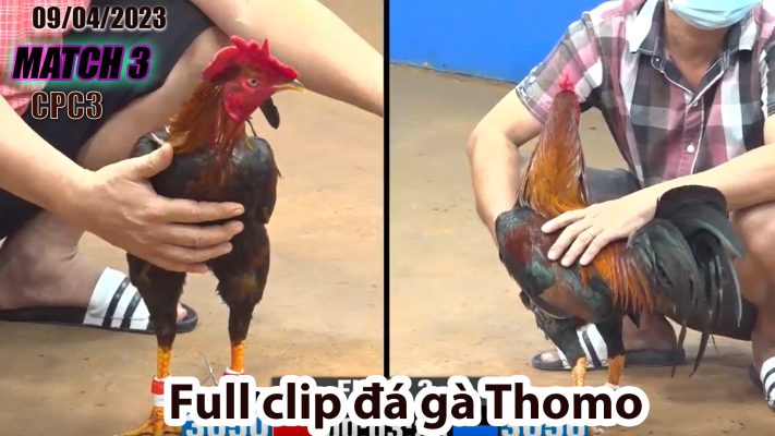 CPC3- TRẬN 3| đá gà Thomo | 09/04/2023