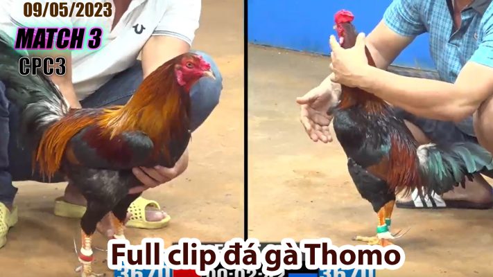 CPC3- TRẬN 3| đá gà Thomo | 09/05/2023