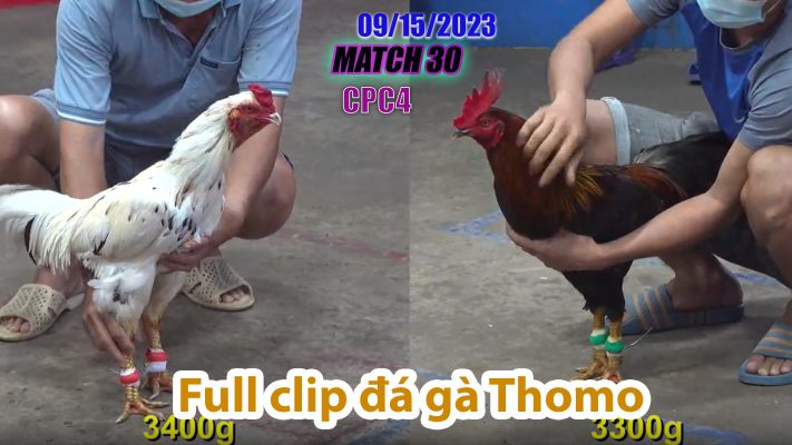 CPC4- TRẬN 30| đá gà Thomo | 09/15/2023