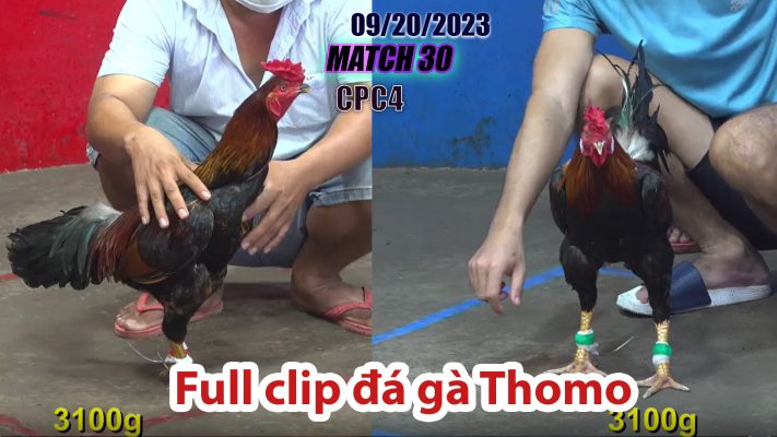 CPC4- TRẬN 30| đá gà Thomo | 09/20/2023