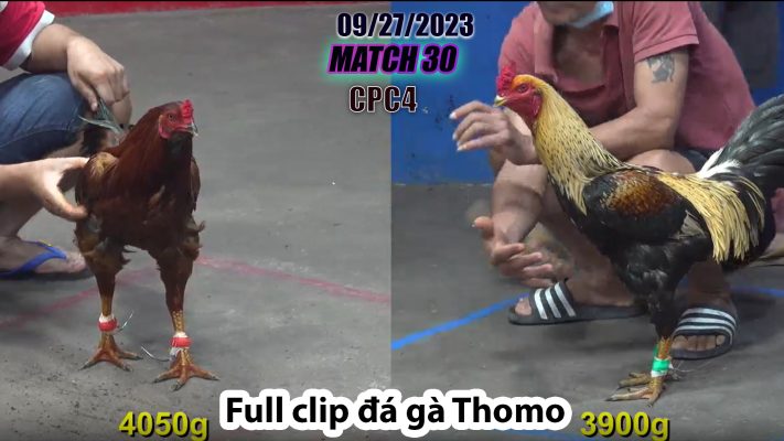 CPC4- TRẬN 30| đá gà Thomo | 09/27/2023