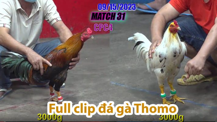 CPC4- TRẬN 31 | đá gà Thomo | 09/15/2023