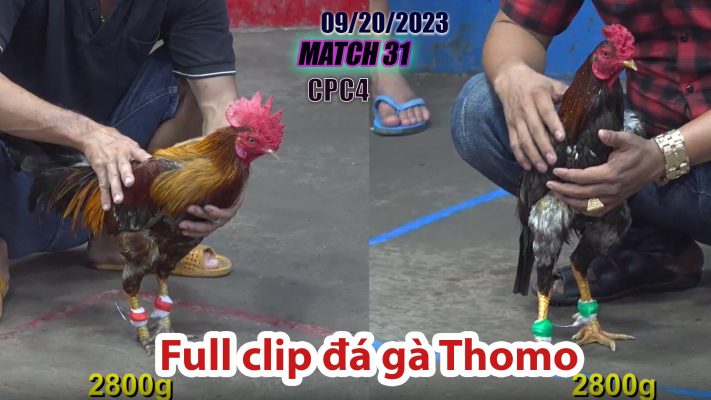 CPC4- TRẬN 31 | đá gà Thomo | 09/20/2023