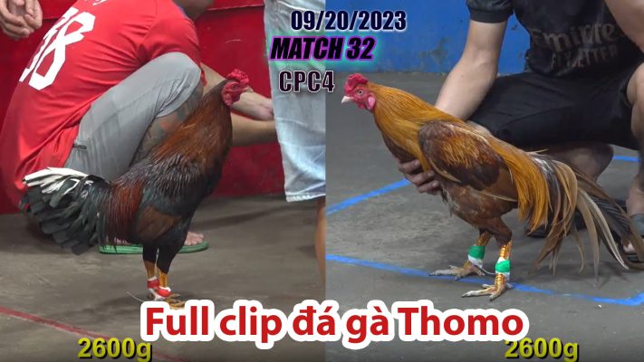 CPC4- TRẬN 32| đá gà Thomo | 09/20/2023