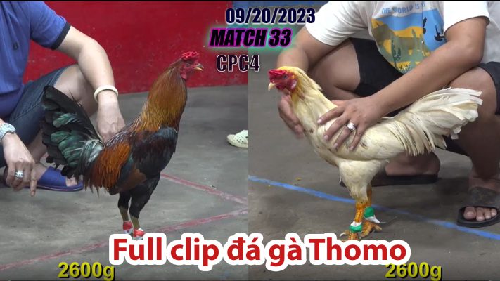 CPC4- TRẬN 33| đá gà Thomo | 09/20/2023