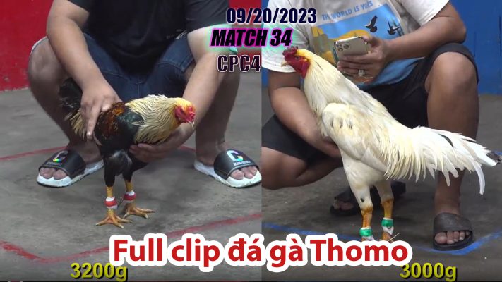 CPC4- TRẬN 34| đá gà Thomo | 09/20/2023v