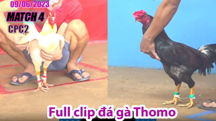 CPC2- TRẬN 4| đá gà Thomo | 09/06/2023