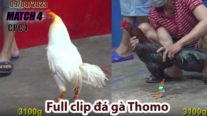 CPC4- TRẬN 4| đá gà Thomo | 09/08/2023