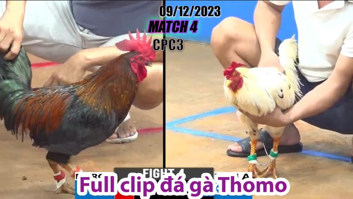 CPC3- TRẬN 4| đá gà Thomo | 09/12/2023