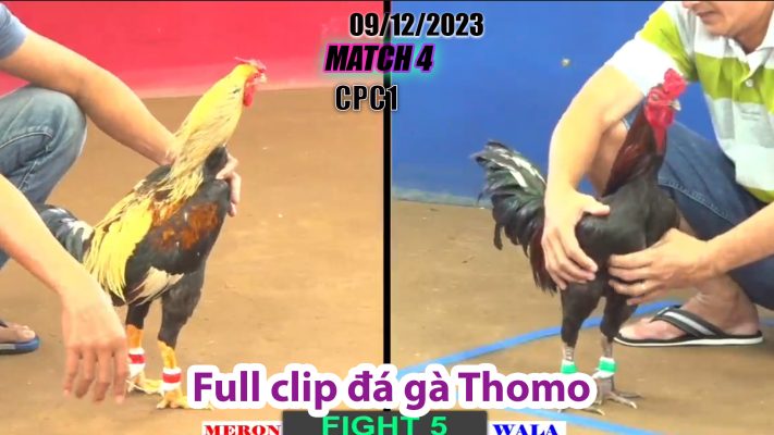 CPC1- TRẬN 4 | đá gà Thomo | 09/12/2023