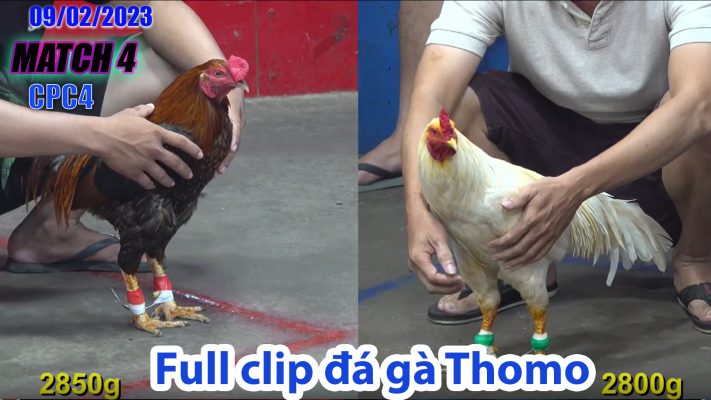 CPC4- TRẬN 4| đá gà Thomo | 09/02/2023