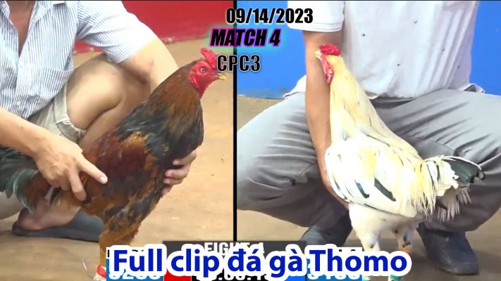 CPC3- TRẬN 4| đá gà Thomo | 09/14/2023