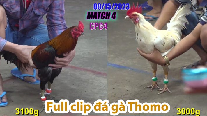 CPC4- TRẬN 4| đá gà Thomo | 09/15/2023