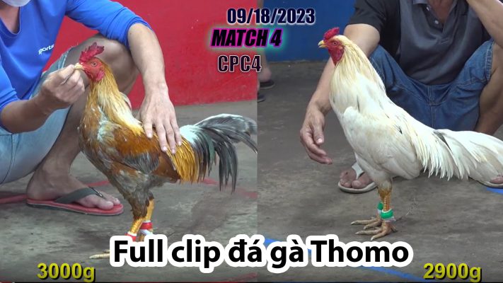 CPC4- TRẬN 4 | đá gà Thomo | 09/18/2023