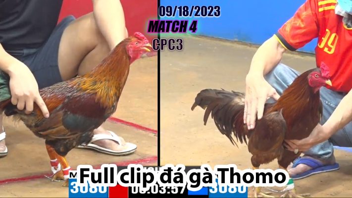 CPC3- TRẬN 4| đá gà Thomo | 09/18/2023