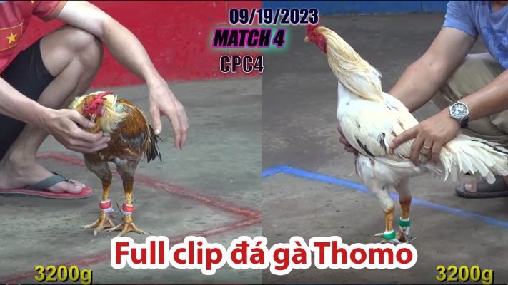 CPC4- TRẬN 4| đá gà Thomo | 09/19/2023