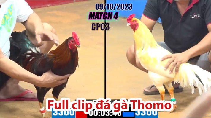 CPC3- TRẬN 4| đá gà Thomo | 09/19/2023