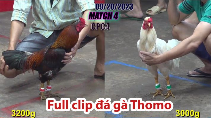 CPC4- TRẬN 4| đá gà Thomo | 09/20/2023