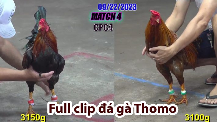 CPC4- TRẬN 4| đá gà Thomo | 09/22/2023