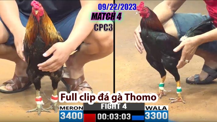 CPC3- TRẬN 4| đá gà Thomo | 09/22/2023