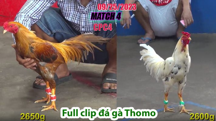 CPC4- TRẬN 4| đá gà Thomo | 09/25/2023